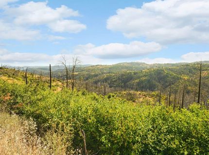 Pine Tree Ln, Berry Creek, CA 95916 Photo