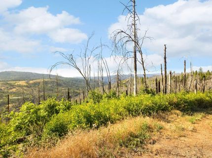 Pine Tree Ln, Berry Creek, CA 95916 Photo