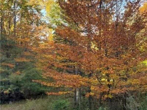 Steinfeldt Lane, Long Lake, NY 12847