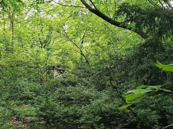 1018 Pine Ridge Road, Bonnieville, KY 42713