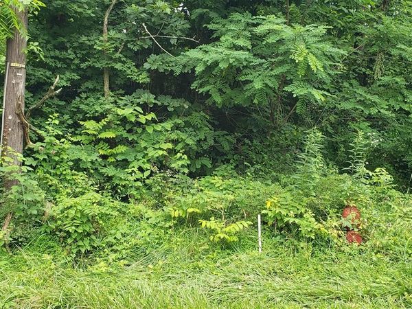 0 Catholic Hill Road, Bonnieville, KY 42713