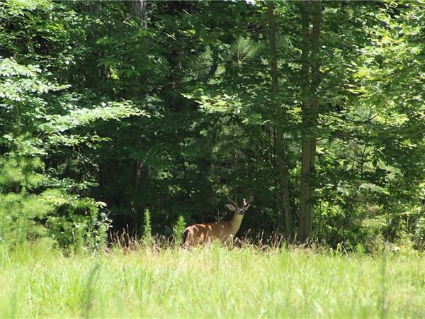 00000 Jumper Drive, Ellijay, GA 30540