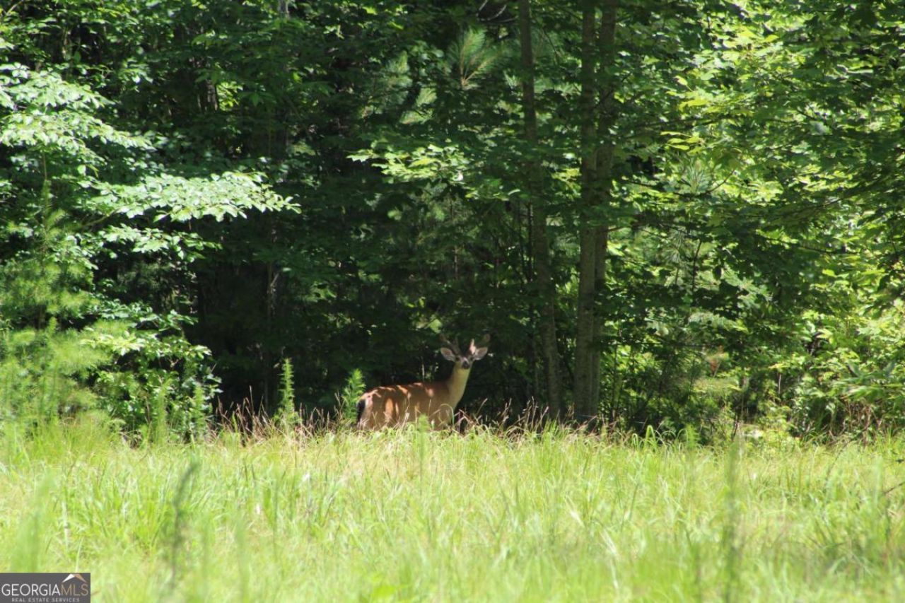 0 Jumper Drive, Ellijay, GA 30540 Main Photo