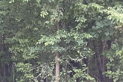 11 Otter Trail Ct photo 4