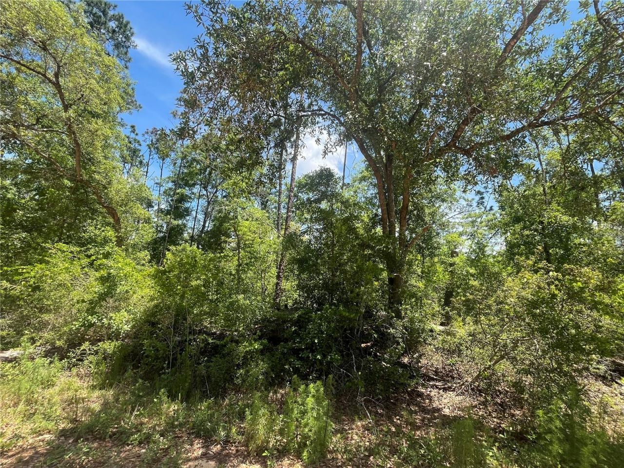 Tamarac Road, Marianna, FL 32448 Photo