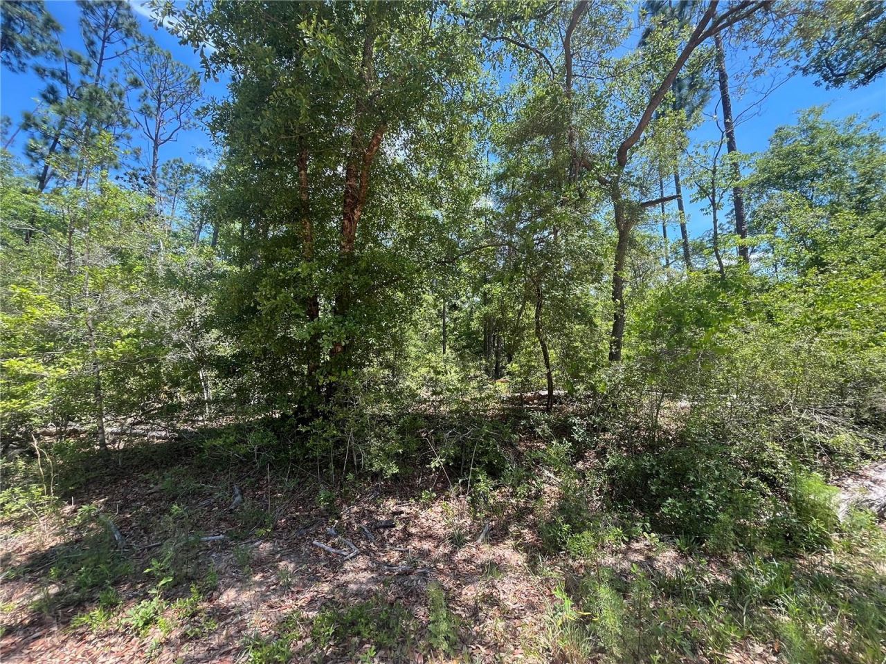 Tamarac Road, Marianna, FL 32448 Photo