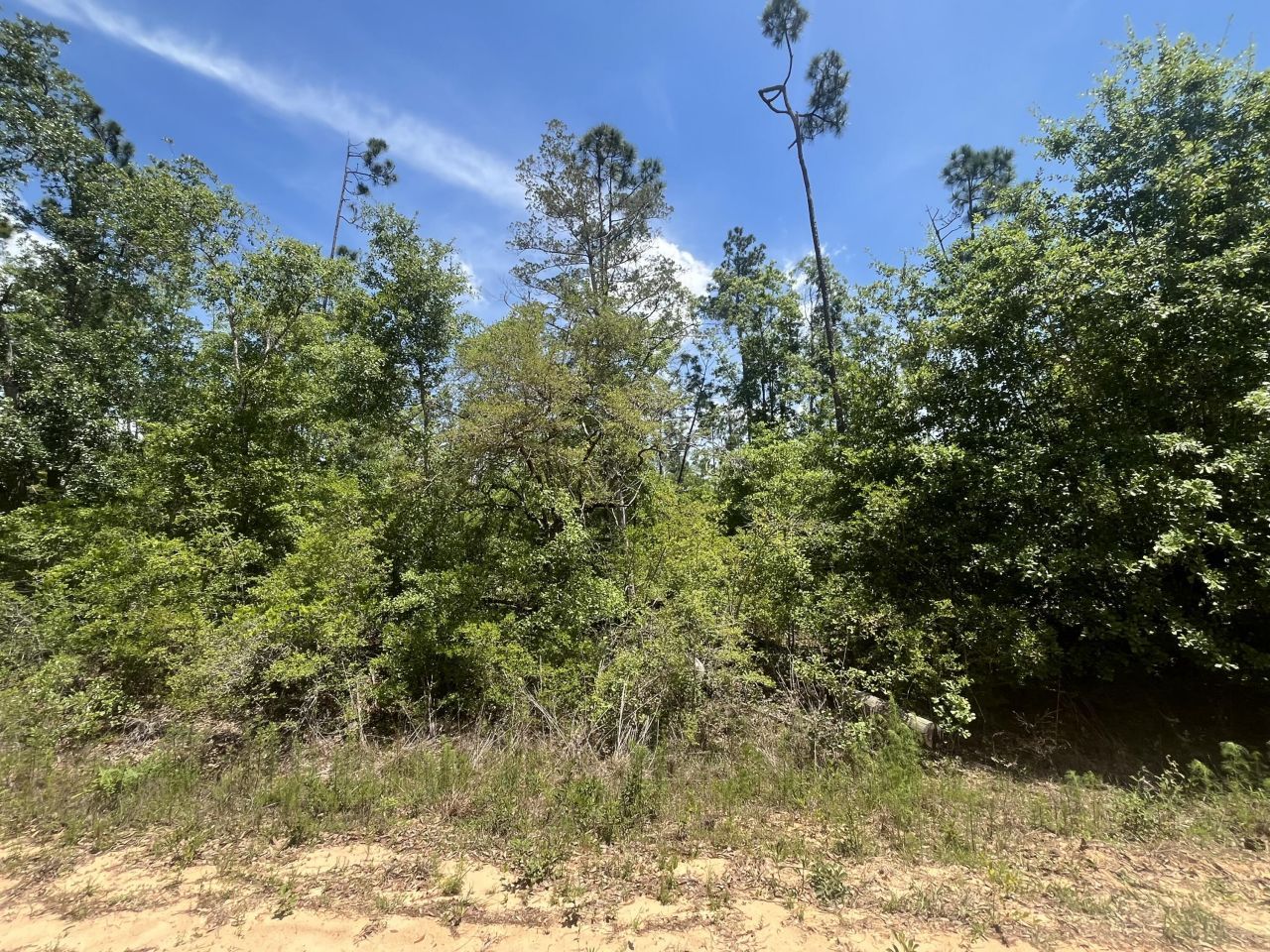 Tbd Tamarac Road, Marianna, FL 32448 Photo