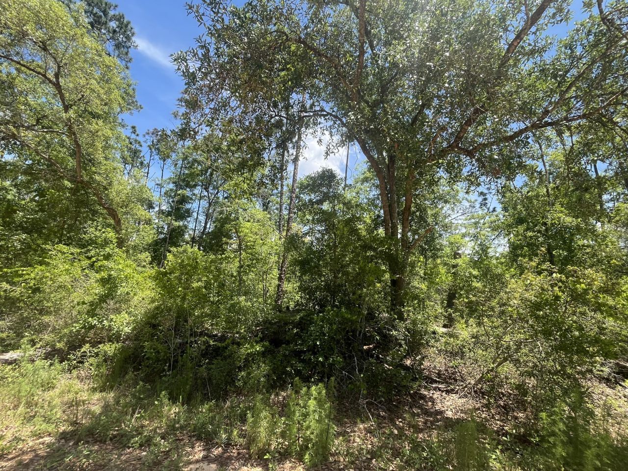 Tbd Tamarac Road, Marianna, FL 32448 Photo