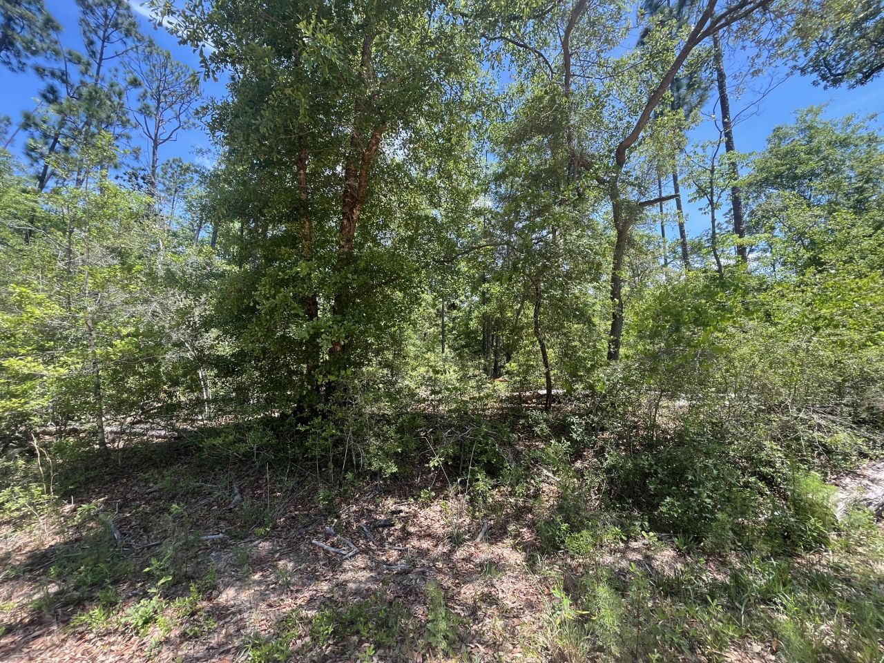 Tbd Tamarac Road, Marianna, FL 32448 Photo