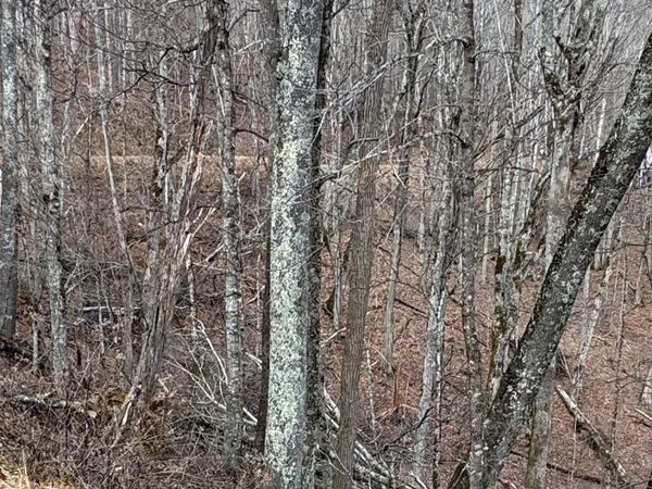 00 Spring Brook Drive, Mars Hill, NC 28754