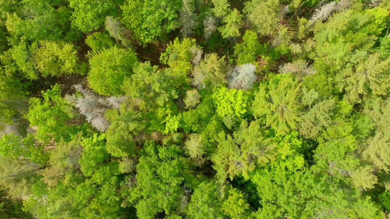 Lot 749 Tamarack Trail, Beaver Island, MI 49782 Main Photo