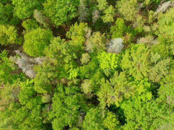 Lot 749 Tamarack Trail, Beaver Island, MI 49782