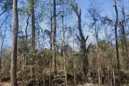 0 Broxton Bridge Road photo 4