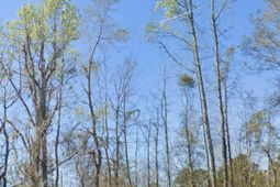 0 Broxton Bridge Road photo 4