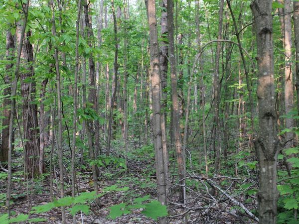 Snowridge Trail, Elmira, MI 49730