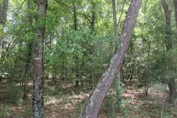 00 Stacey Bridge Rd photo 4