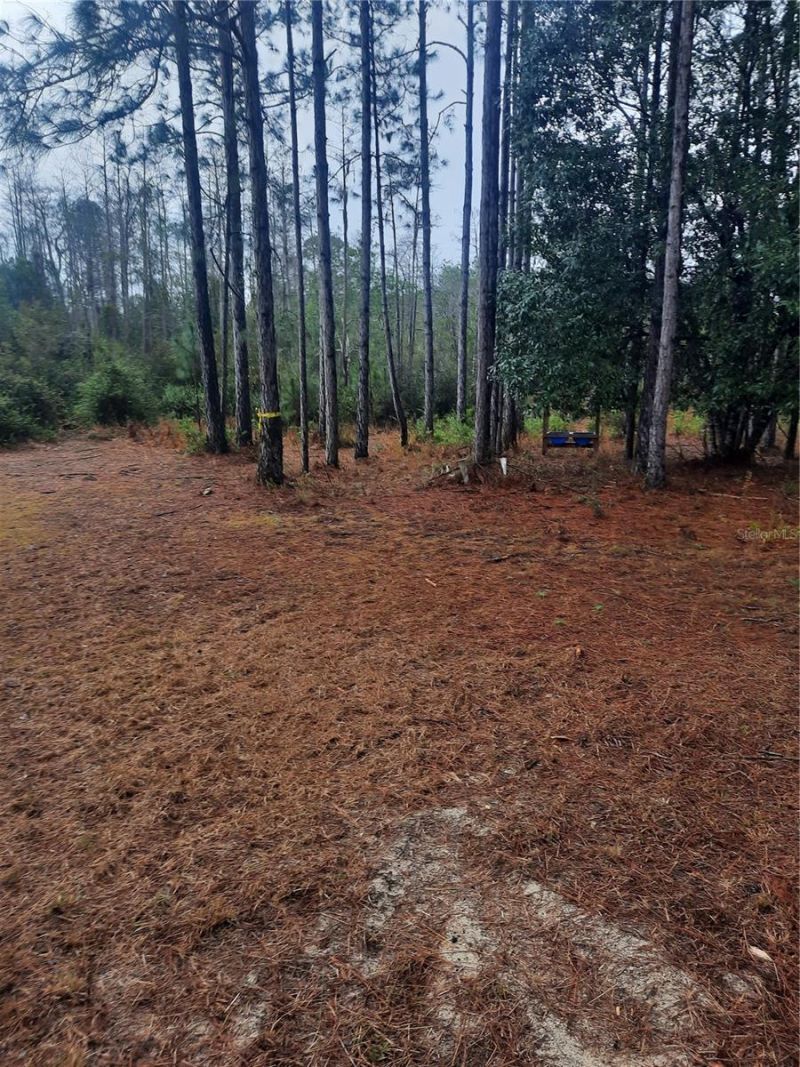 540 SW 326th Avenue, Steinhatchee, FL 32359 Photo