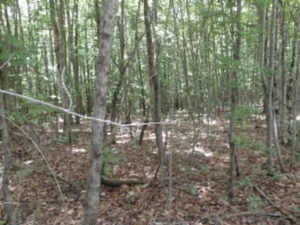 Lot 48 Parkstown Ext. Rd, Wilder, TN 38589