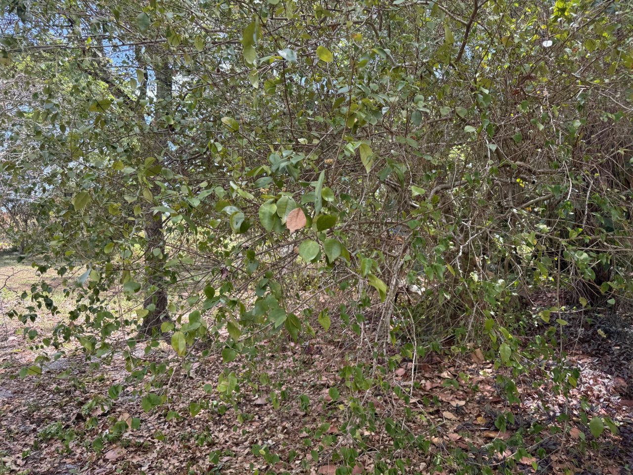 3358 S Jog Road, Greenacres, FL 33467 Photo