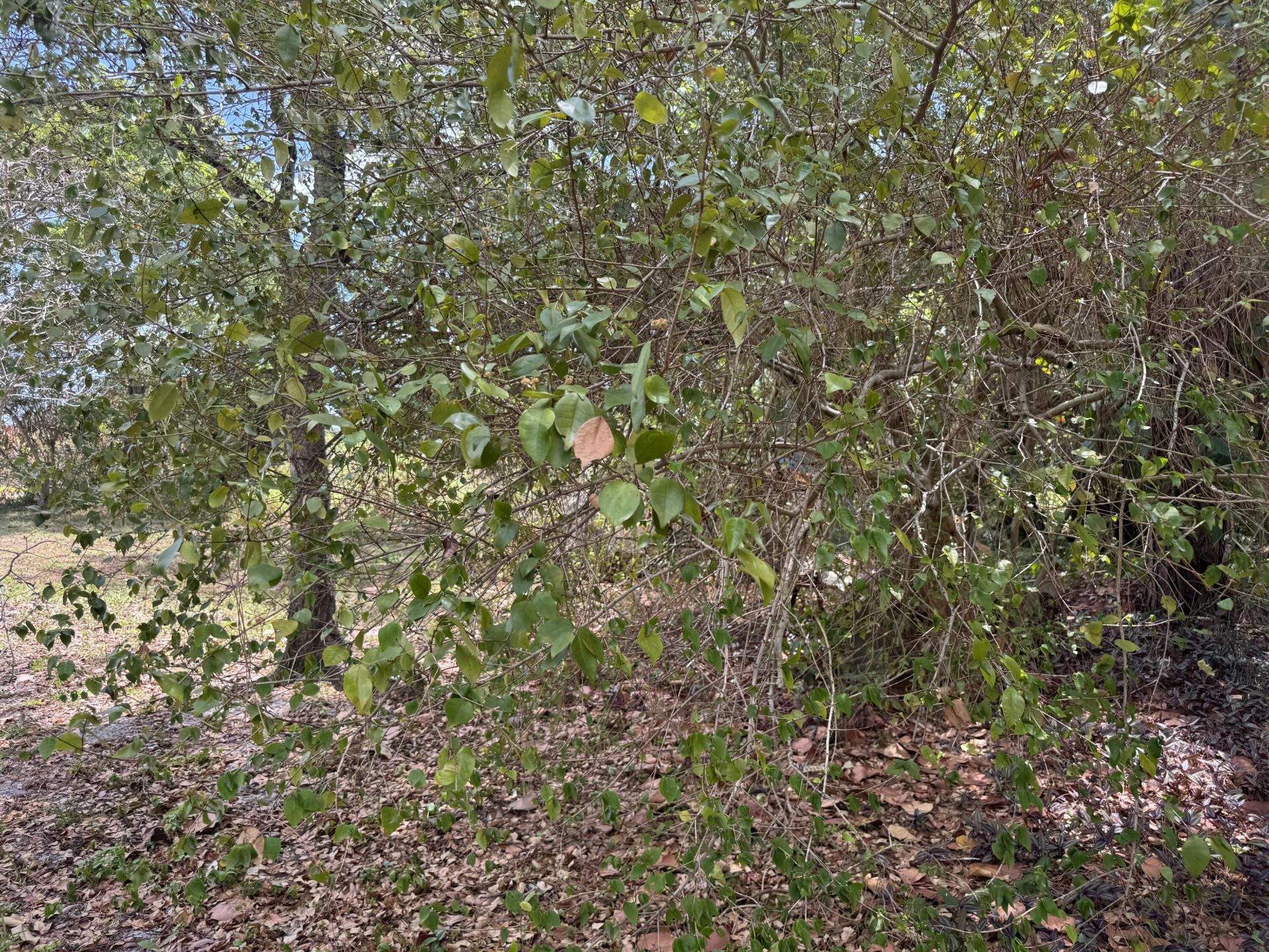 3358 S Jog Road, Greenacres, FL 33467 Photo