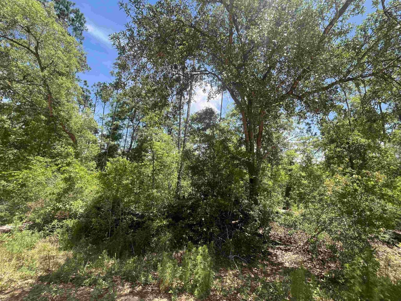 Tbd Tamarac Road, Marianna, FL 32448 Photo