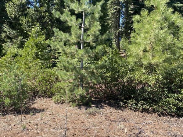 36 Winterwood Drive, Lake Almanor, CA 96137