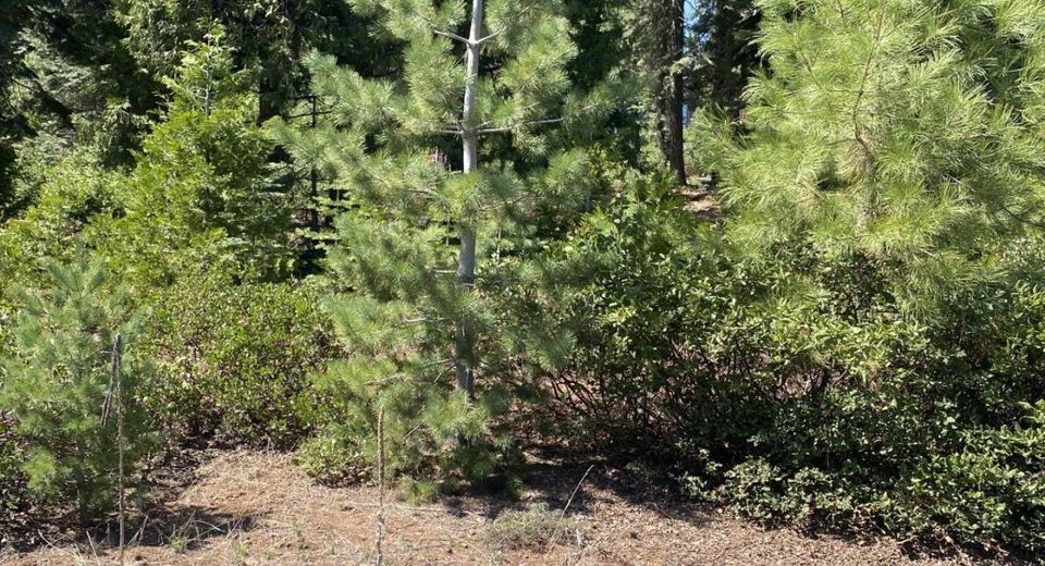 36 Winterwood Drive, Lake Almanor, CA 96137 Photo