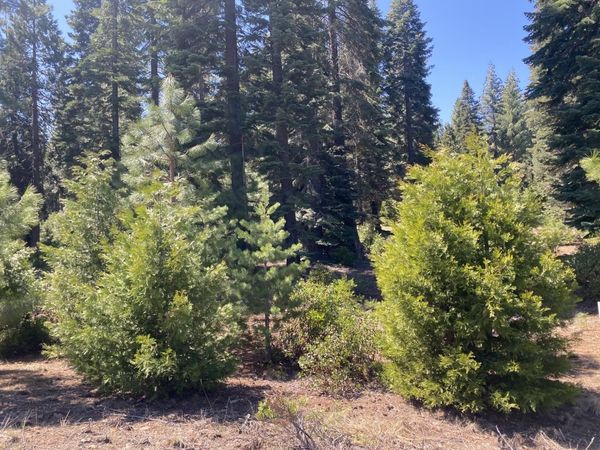 58 Winterwood Drive, Lake Almanor, CA 96137