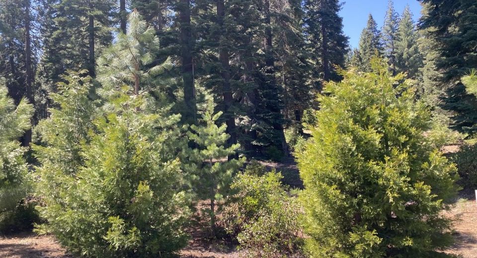 58 Winterwood Drive, Lake Almanor, CA 96137 Photo