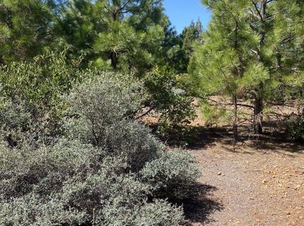 329 Vista Drive, Lake Almanor, CA 96137 Photo