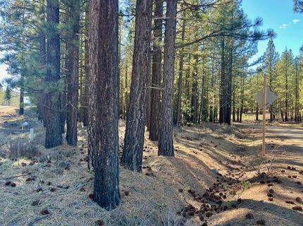 71849 Carrie Court Trail, Delleker, CA 96122 Photo