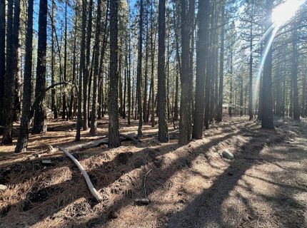 71849 Carrie Court Trail, Delleker, CA 96122 Photo