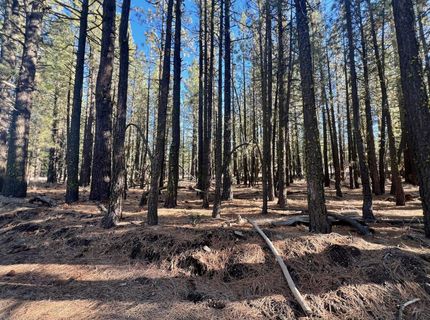 71849 Carrie Court Trail, Delleker, CA 96122 Photo