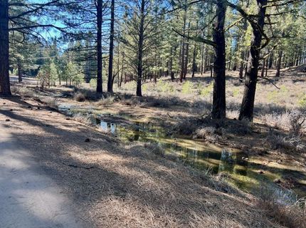 71849 Carrie Court Trail, Delleker, CA 96122 Photo