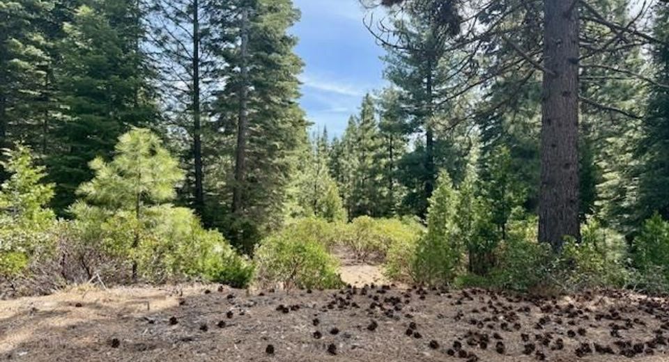 11 Silver Pine Road, Lake Almanor, CA 96137 Photo