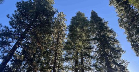 147 Slim Drive, Lake Almanor, CA 00000 Photo