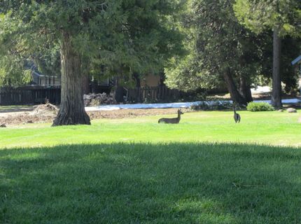 115 Lake Almanor West Drive, Chester, CA 96020 Photo