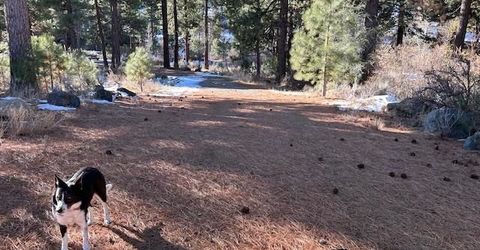 12 Wrangler Trail, Loyalton, CA 96118 Photo