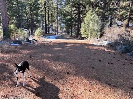 12 Wrangler Trail, Loyalton, CA 96118 Photo