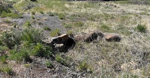 527 Longhorn Drive, Loyalton, CA 96118 Photo