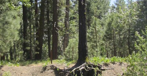 443 Feather River Drive, Chester, CA 96020 Photo