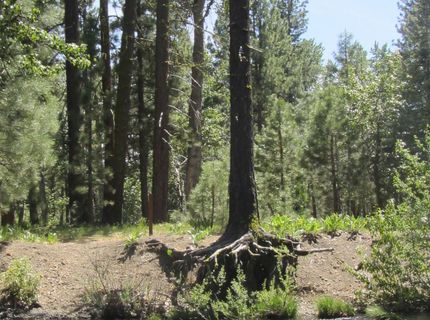 443 Feather River Drive, Chester, CA 96020 Photo