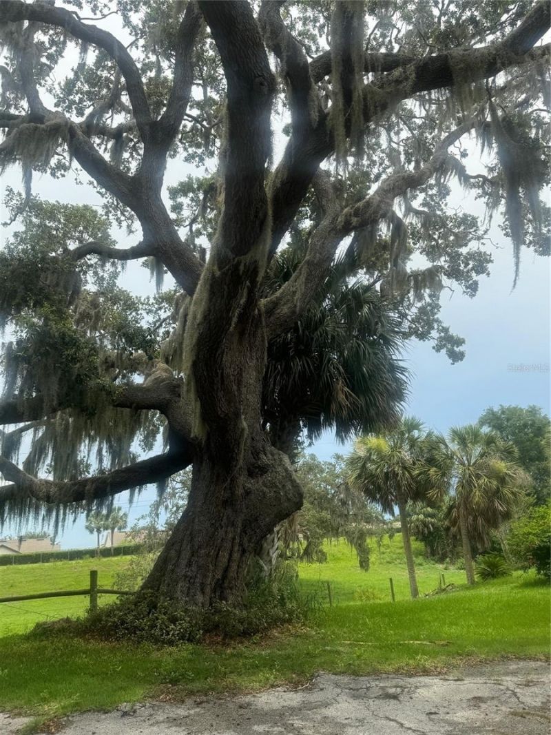 11522 Dead River Road, Tavares, FL 32778 Photo