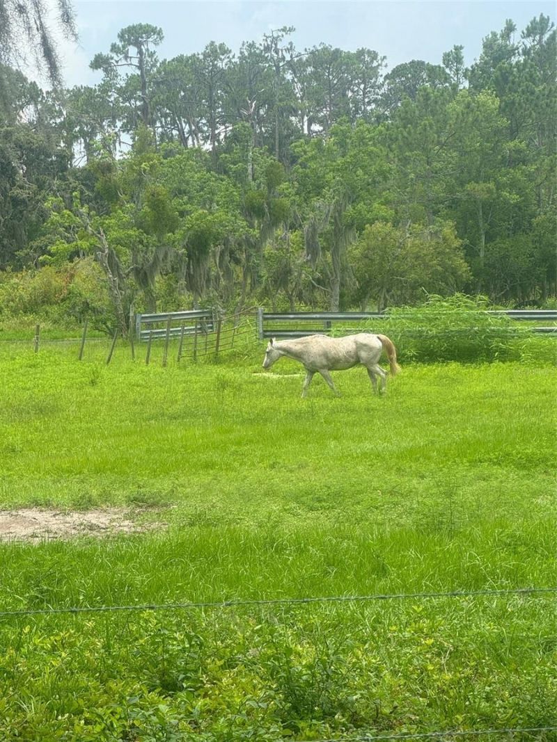 11522 Dead River Road, Tavares, FL 32778 Photo