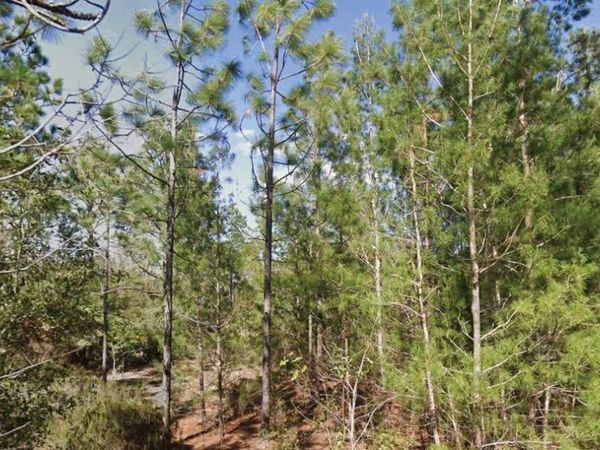 ORCHID DRIVE, INTERLACHEN, FL 32148