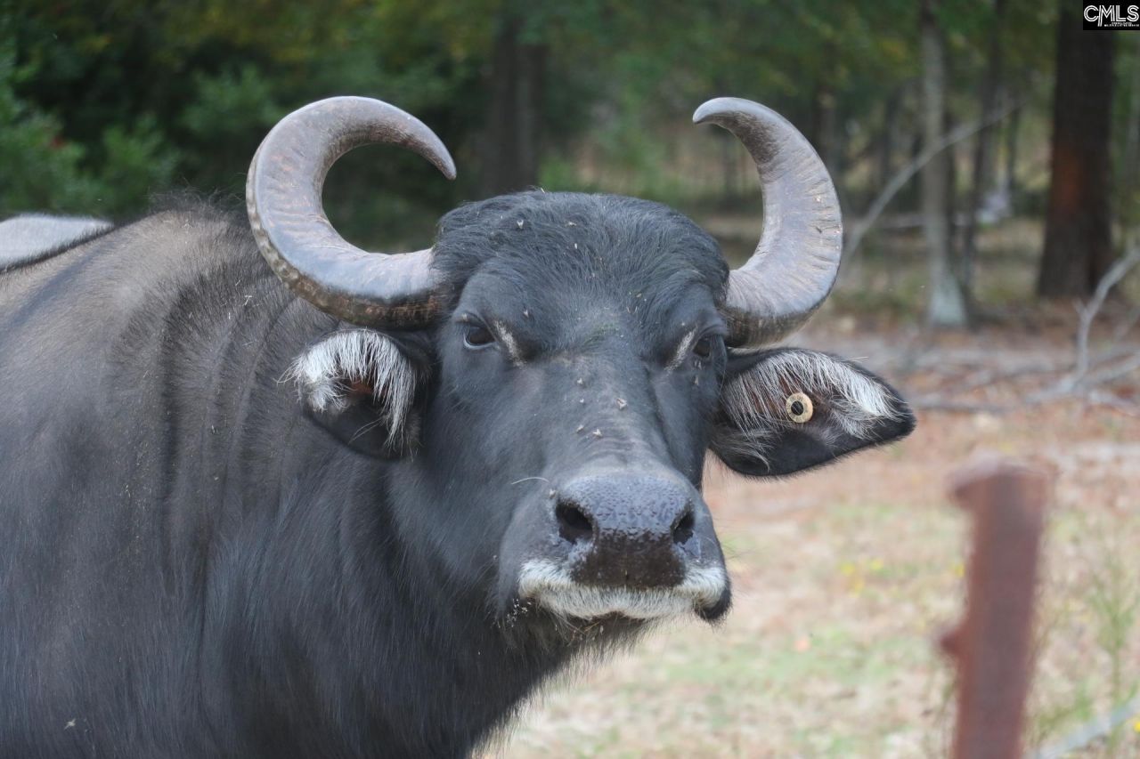 Tbd Browns Pond Road Photo 29