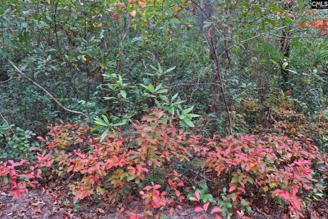 Tbd Browns Pond Road Photo 41