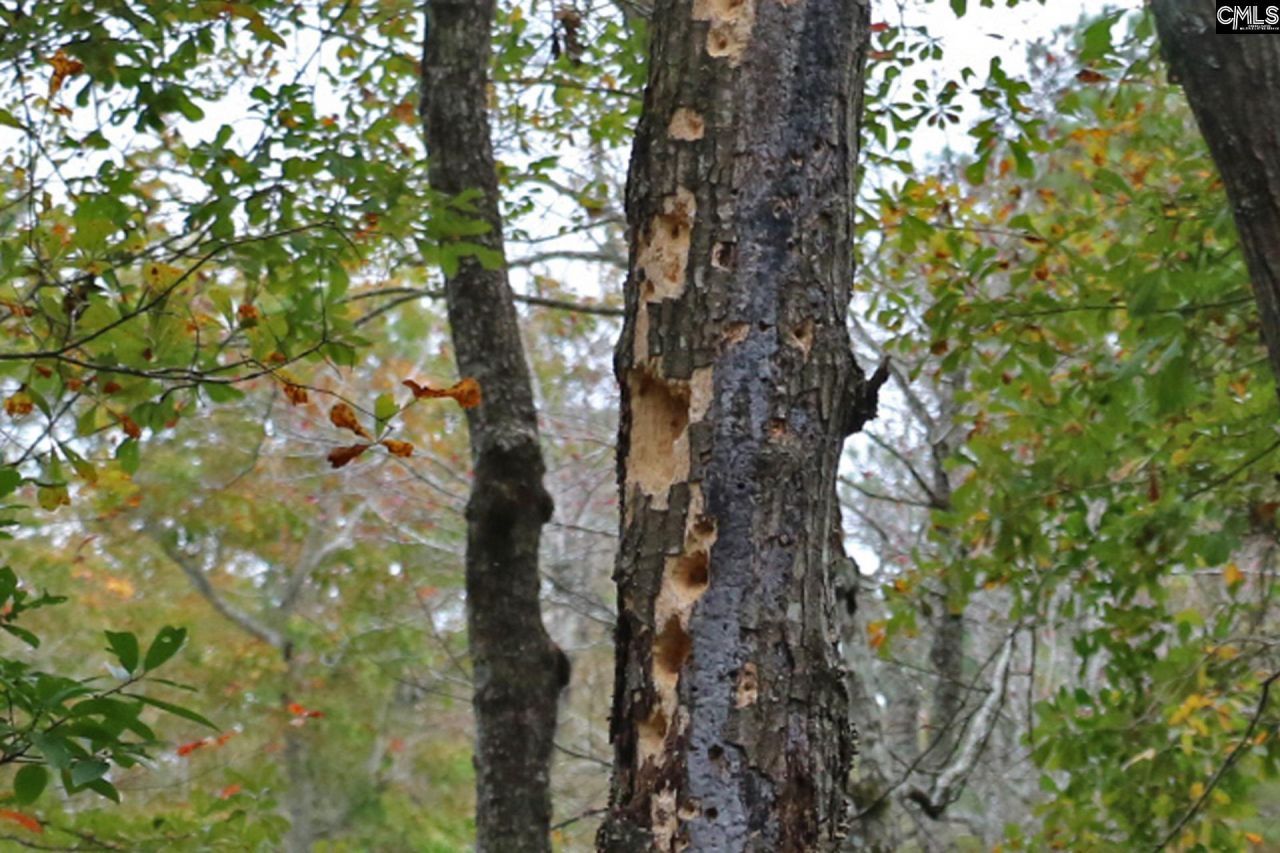 Tbd Browns Pond Road Photo 44