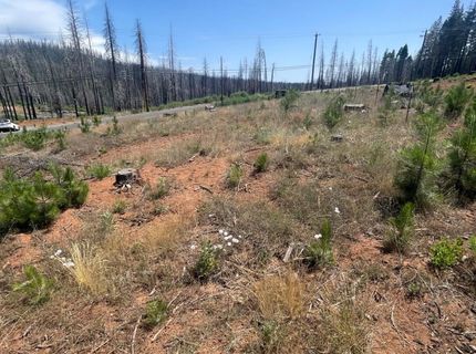 10141 Grizzly Flat Rd, Grizzly Flats, CA 95636 Photo