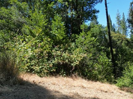 12226 Pine Cone Cir, Grass Valley, CA 95945 Photo